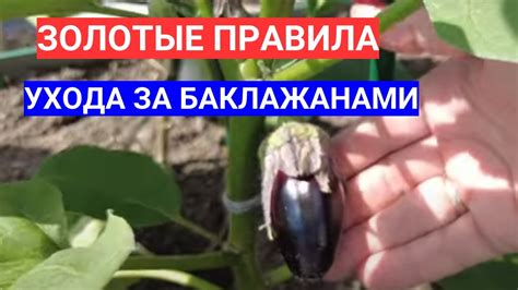 НЕ РАСТУТ БАКЛАЖАНЫ - ИСПРАВЛЯЙТЕ ОШИБКИ! УХОД ЗА БАКЛАЖАНАМИ ПОСЛЕ ...