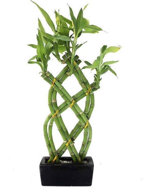 Shaped Braided Dracaena Sanderiana Lucky Bamboo Manufacturers And