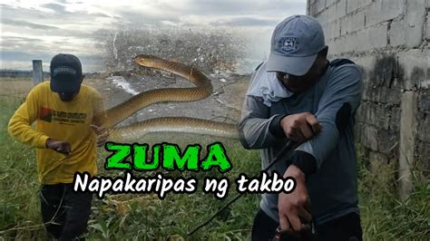 Zuma Napakaripas Ng Takbo Zuma Haring Ahas Nakagat 😱 Youtube