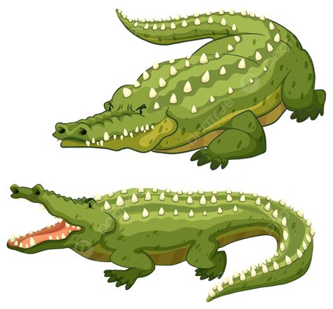 Crocodile Diagram Labeled