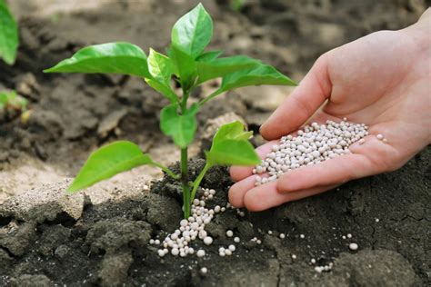 12 Best Magnesium Fertilizer For 2024 Storables