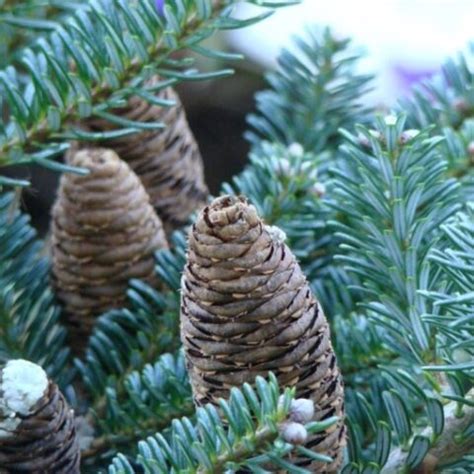 Abies Koreana Blue Emperor Abete Coreano Vendita Piante Online