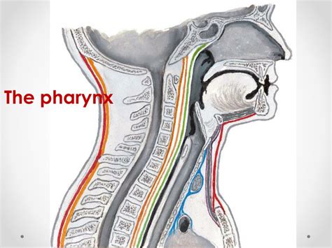 Ppt The Pharynx Powerpoint Presentation Free Download Id1899438