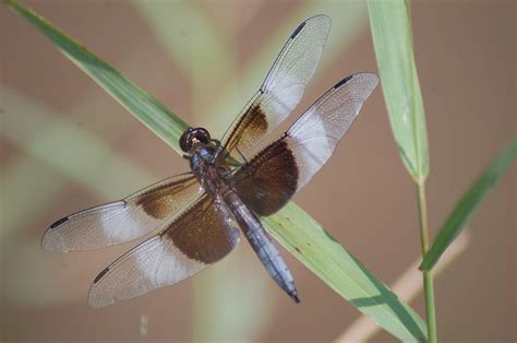 Gossamer Wings Photograph by Susan Patrie - Pixels