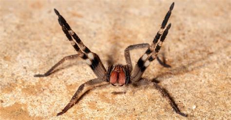 The 10 Biggest Spiders In The World Are Any Dangerous A Z Animals