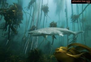 Unbelievable Submerged And Underwater Forests Around The World