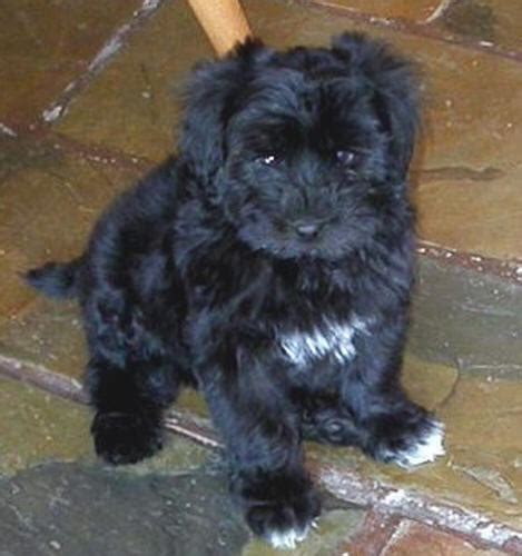 Pictures of Maltese-Poodle Puppies