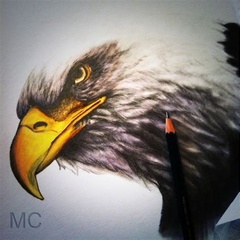 Eagle Drawing Color Pencil - bestpencildrawing