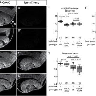 Nid1a Overexpression Partially Rescues Optic Cup Morphogenesis In