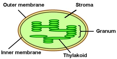 Granum in Chloroplast | Download Scientific Diagram