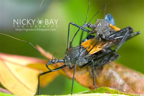 Assassin Bug Sycanus Sp Dsc8170 A Photo On Flickriver