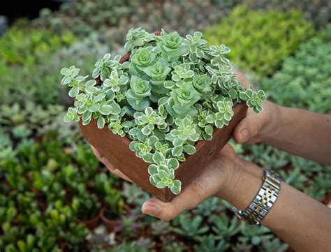 Crassula Perforata Guide How To Grow And Care For “string Of Buttons”