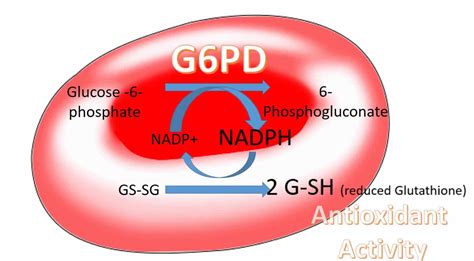 G6PD Deficiency Foods To Avoid