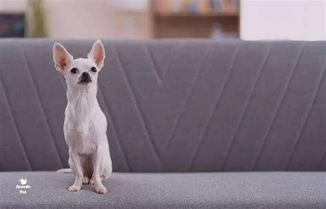 Quais São as Melhores Formas de Exercitar um Cachorro em Espaços