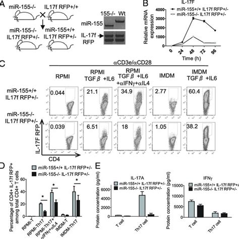 Mir 155 Regulates Th17 Related Genes In Purified Il 17f Th17 Cells Download Scientific