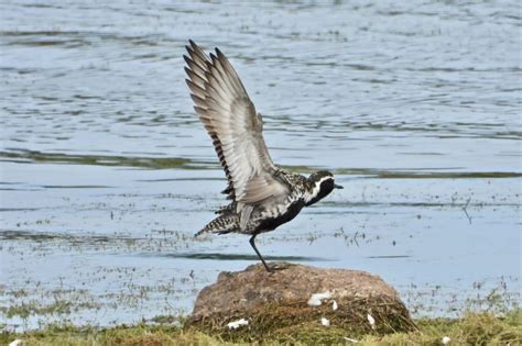 Thursday 16th June 2022 Cornwall Birds CBWPS