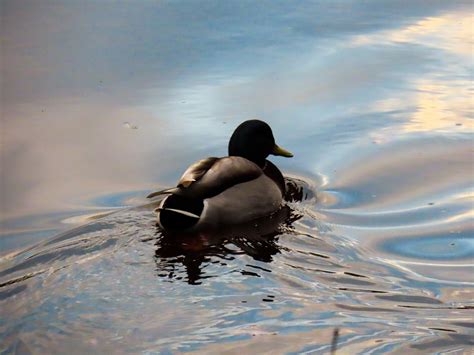 Duck Nature Bird Free Photo On Pixabay Pixabay