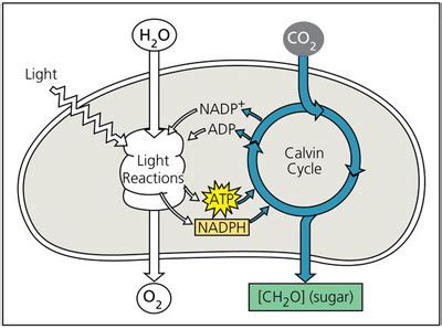 chapter 8 questions, Biology- Chapter 8: Photosynthesis Flashcards | Quizlet