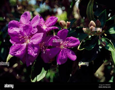 Tibouchina Lepidota Alstonville Fotos Und Bildmaterial In Hoher