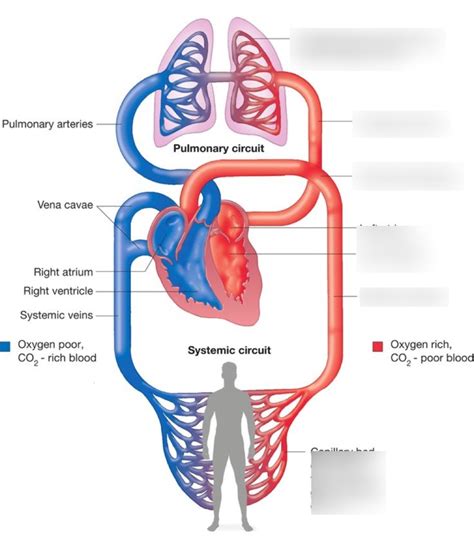 Systemic circuit Diagram | Quizlet