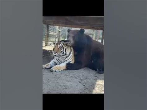 тигр с медведем - YouTube