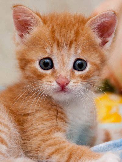 21 Best Ginger Kittenscats Images On Pinterest Fluffy Pets Kitty