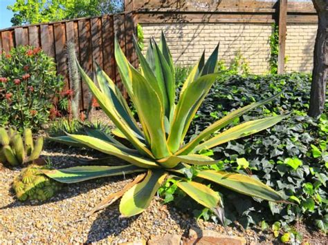 Agave Salmiana Var Ferox Variegata 2024