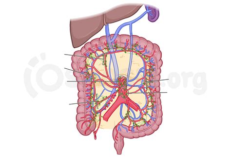 Anatomy Of The Abdominal Viscera Large Intestine Osmosis