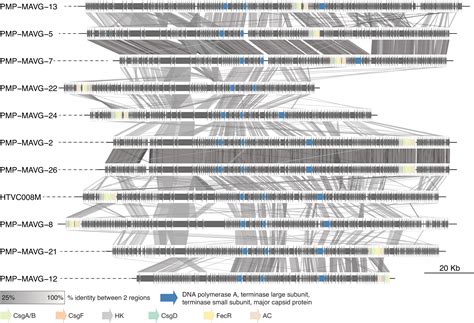 Genomes From Uncultivated Pelagiphages Reveal Multiple Phylogenetic