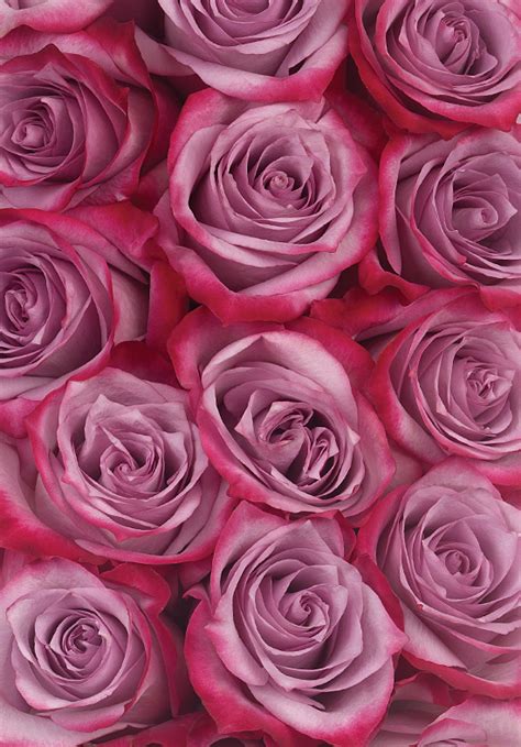 Deep Purple Roses - Calyx Flowers, Inc