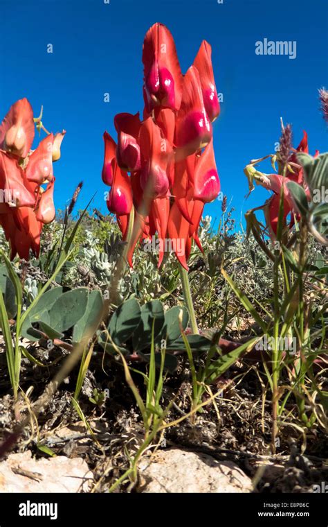 Sturt S Desert Pea Swainsona Formosa Stock Photo Alamy