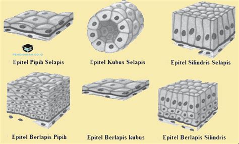 Ciri Jaringan Epitel Studyhelp