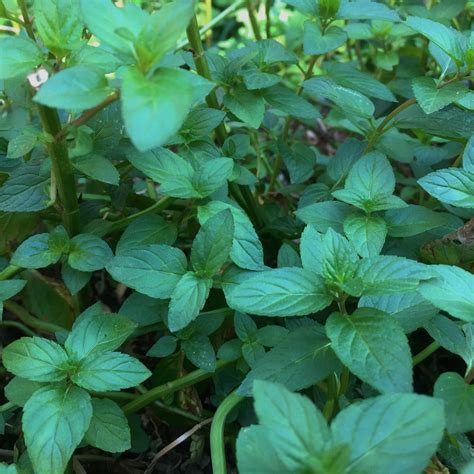 PEPPERMINT: How To Grow, Use and Enjoy - You Make It Simple
