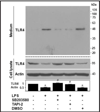 Figure 2 From ADAM17 Mediated Ectodomain Shedding Of Toll Like Receptor