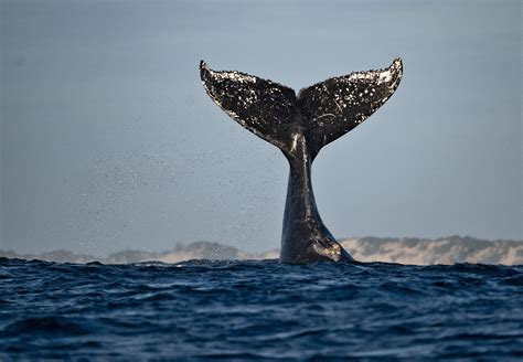 Unveiling the Intricacy of the Humpback Whale Migration - BCSS