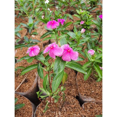 Jual Tanaman Hias Bunga Hias Vinca Bunga Pink Tanaman Gantung Shopee