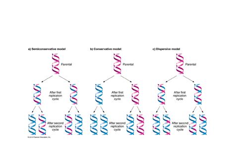 Chapitre Reproduction Conforme De La Cellule Et R Plication D Adn