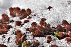 How to Care for Succulents in Winter | Gardener’s Path