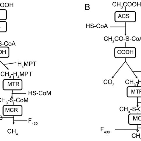 − Pathway Of Methanogenesis From H 2 Co 2 And Methanol F 420 H 2 Download Scientific