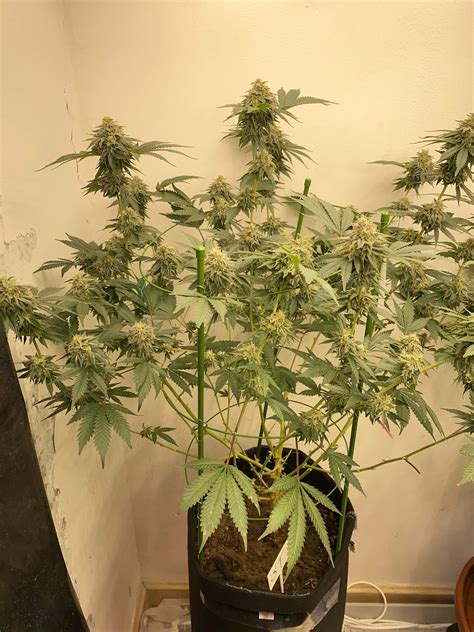 Rare Dankness Ghost Train Haze Grow Diary Journal Week By