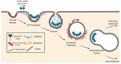 Schematic Of The Canonical Clathrin Mediated Endocytosis Cme Pathway