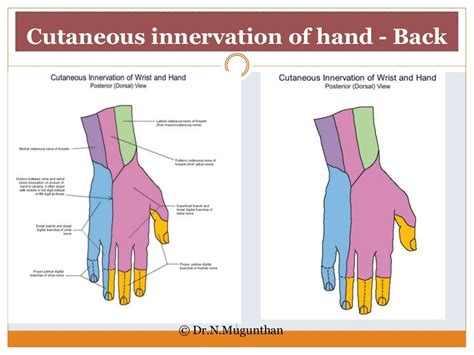 Dermatomes Right Upper Extremity