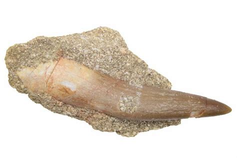 1 88 Fossil Plesiosaur Zarafasaura Tooth In Rock Morocco 231135 For Sale