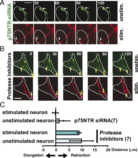 Role Of Pro Brain Derived Neurotrophic Factor Probdnf To Mature Bdnf