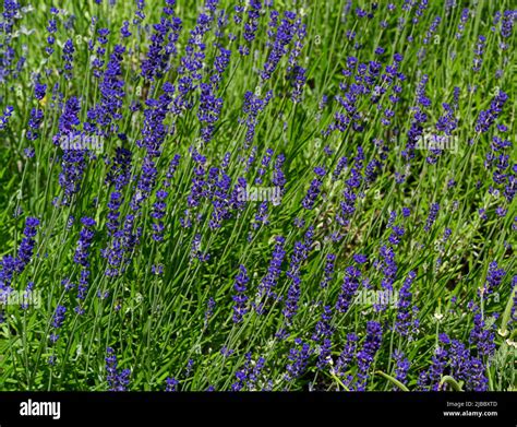 Lavandula Angustifolia Common Lavender True Lavender Garden Lavender