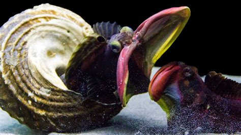 When Sarcastic Fringeheads Open Their Mouths Watch Out The New York