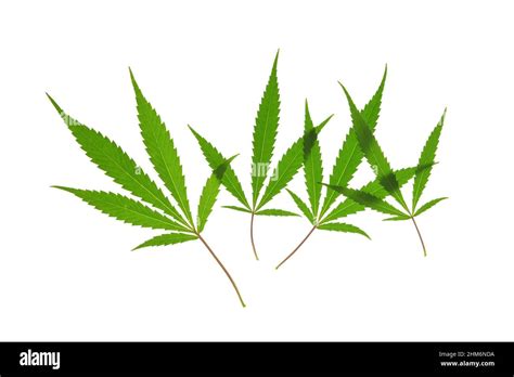 Cannabis Leaves On White Background Stock Photo Alamy