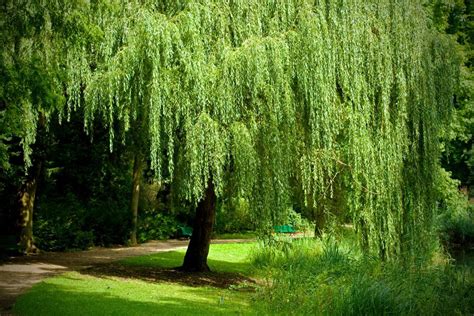 Growing a Weeping Willow Tree (Salix babylonica)