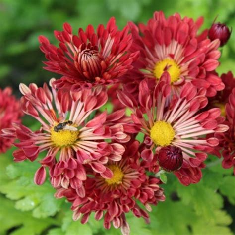 Хризантема Вышиванка (Корейская) | flowerdot