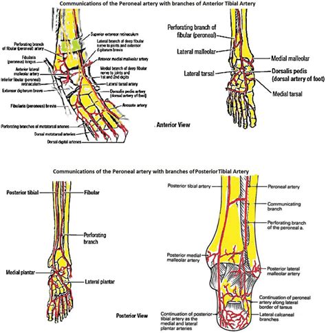 Normal Communications Of Peroneal Artery With Anterior Tibial And